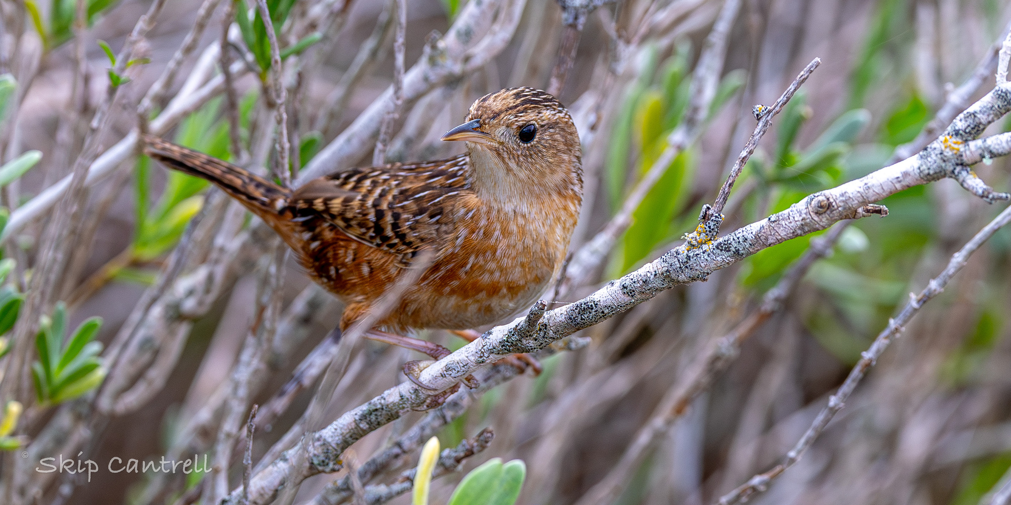 Grass Wren (Cistothorus platensis), photo 5