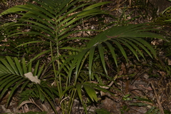 Archontophoenix alexandrae