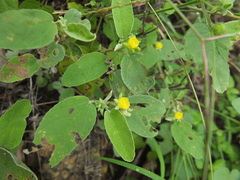 Melhania oblongifolia