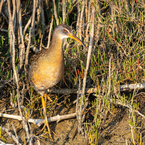 Clapper Rail (Rallus crepitans), photo 5
