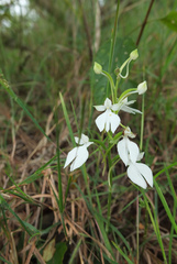 Habenaria plantaginea