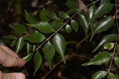 Syzygium luehmannii