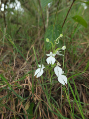 Habenaria plantaginea