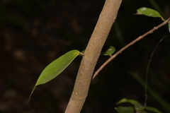 Syzygium luehmannii