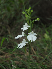 Habenaria plantaginea