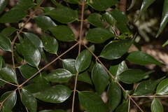 Syzygium luehmannii