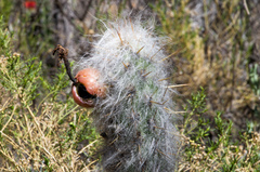 Oreocereus pseudofossulatus