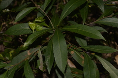 Elaeocarpus reticulatus