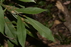 Elaeocarpus reticulatus
