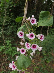 Ipomoea staphylina