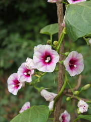 Ipomoea staphylina