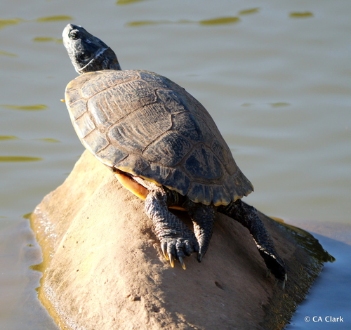 Trachemys scripta elegans
