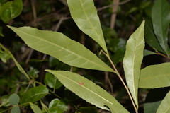 Elaeocarpus reticulatus