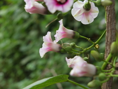 Ipomoea staphylina