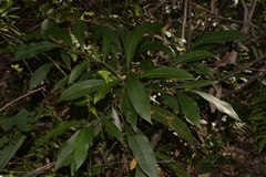 Elaeocarpus reticulatus