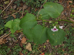 Ipomoea staphylina
