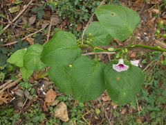 Ipomoea staphylina