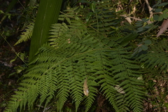 Calochlaena dubia
