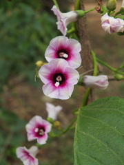 Ipomoea staphylina