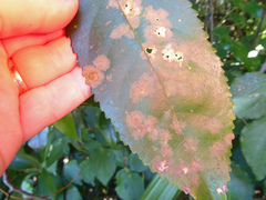 Cephaleuros lagerheimii