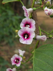 Ipomoea staphylina