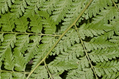 Calochlaena dubia