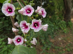 Ipomoea staphylina