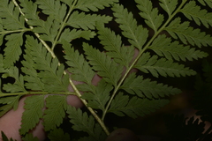 Calochlaena dubia