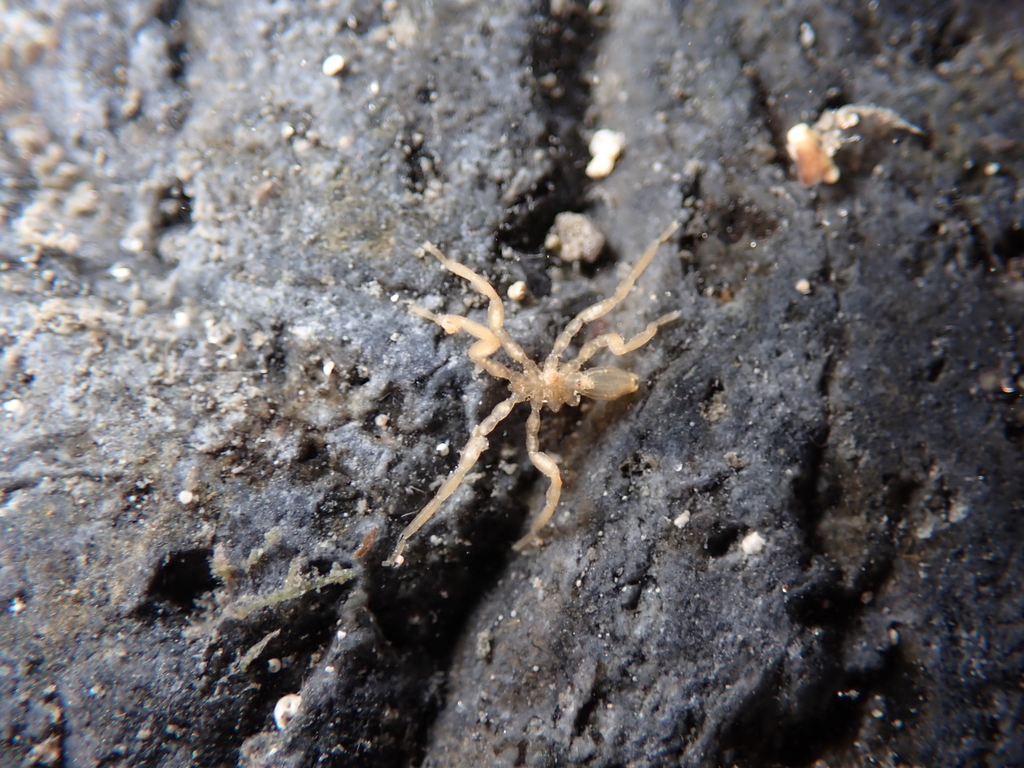 Ammothella biunguiculata