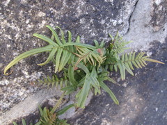 Pteris vittata