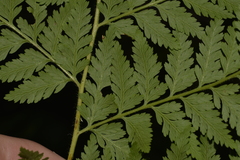 Calochlaena dubia