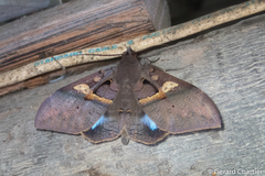 Ischyja inferna