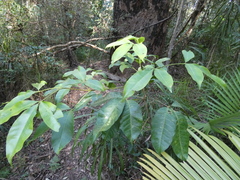 Melicope elleryana