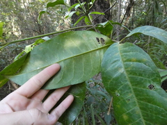 Melicope elleryana
