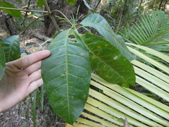 Melicope elleryana
