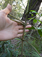 Melicope elleryana