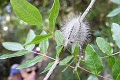 Thaumetopoea solitaria