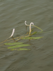 Aponogeton natans