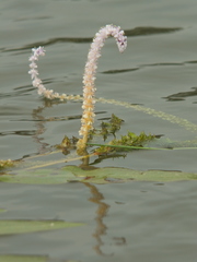 Aponogeton natans
