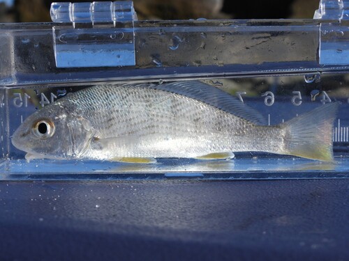 Drum (Umbrina coroides) — Sciaenidae