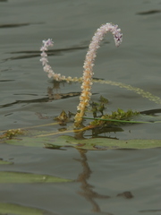 Aponogeton natans