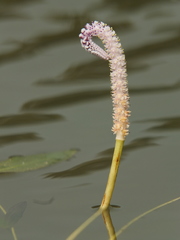 Aponogeton natans