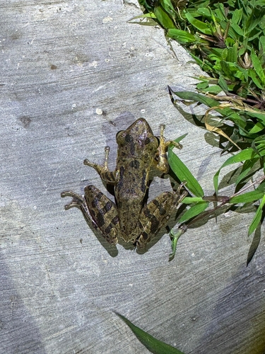 Polypedates leucomystax