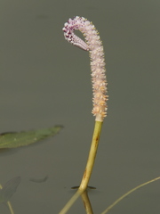 Aponogeton natans