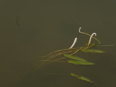 Aponogeton natans