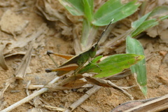 Phlaeoba antennata