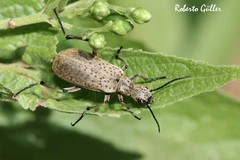 Epicauta minutepunctata