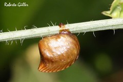 Orthoderella