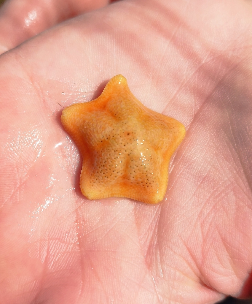 Little Pentagon Star