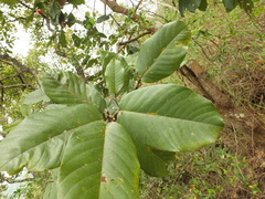 Shorea roxburghii